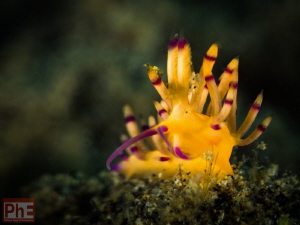 Nudi Flea
Shot taken at Amed - Bali by Philippe Eggert 